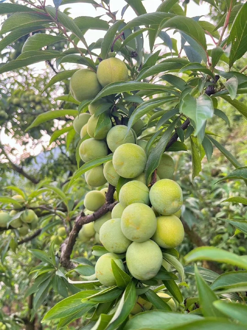 【晚熟李】（空运）开州本地李子脆甜爽口现摘现发