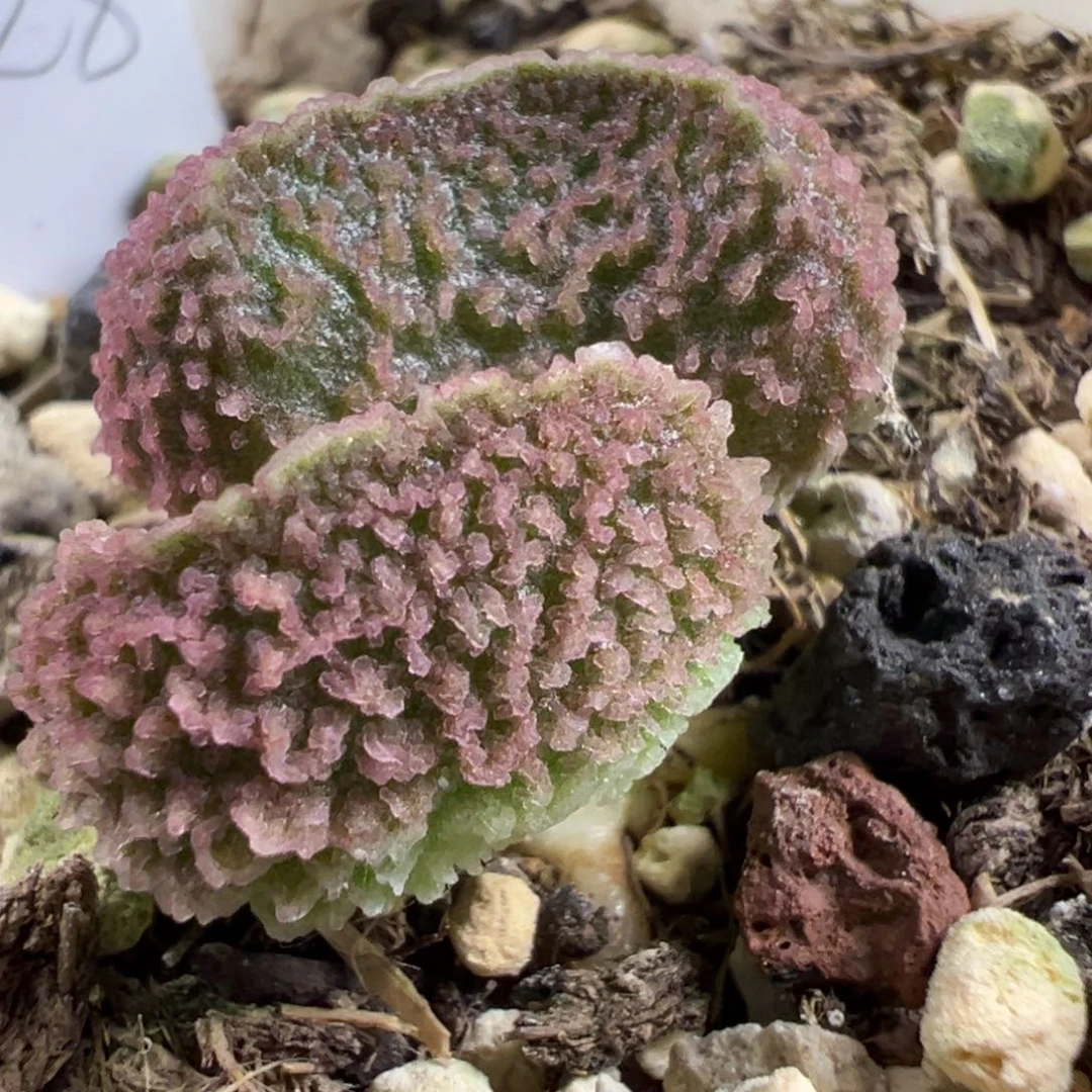 橘粉腰子满纹冰晶颗粒实生新品多肉植物