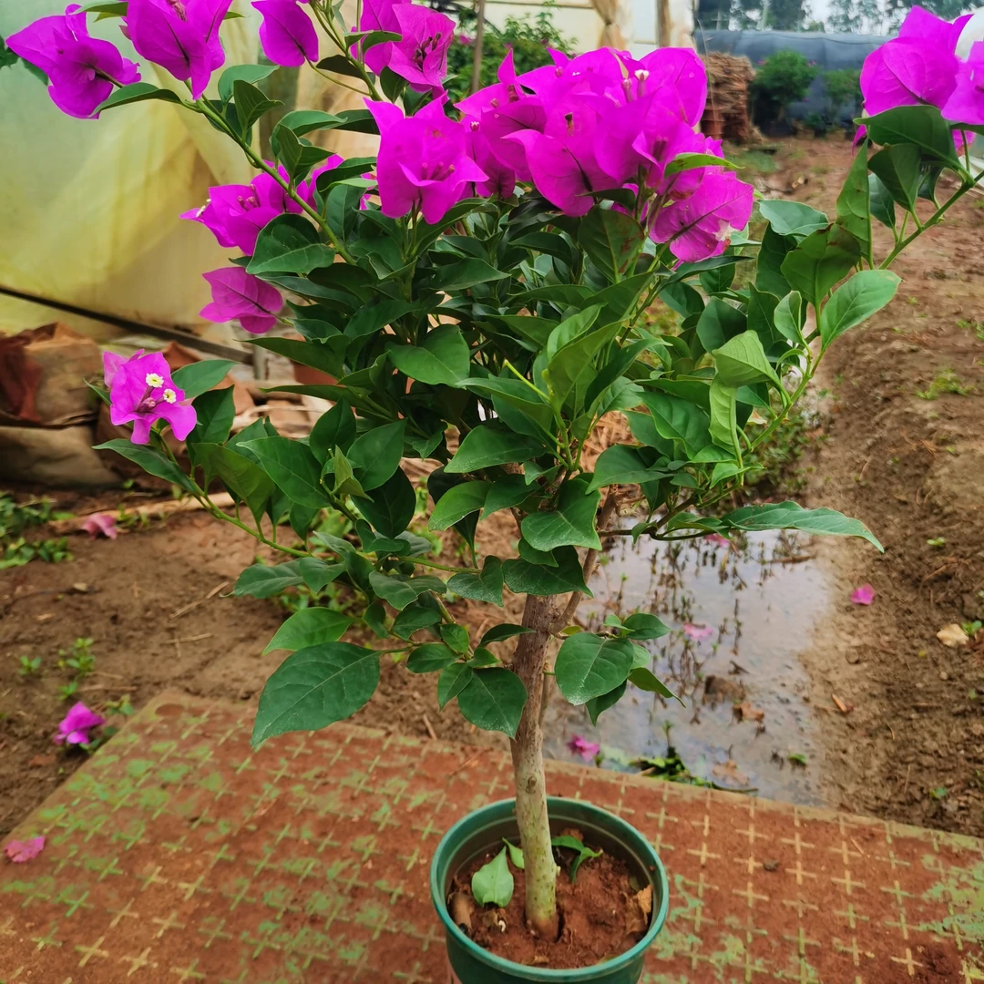 彩色三角梅四季开花好养原盆原土带花发货，福利价，不售后