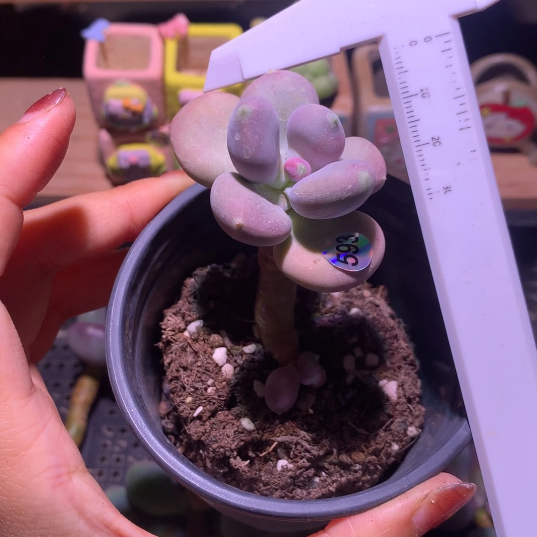 小屁桃带小崽小屁桃