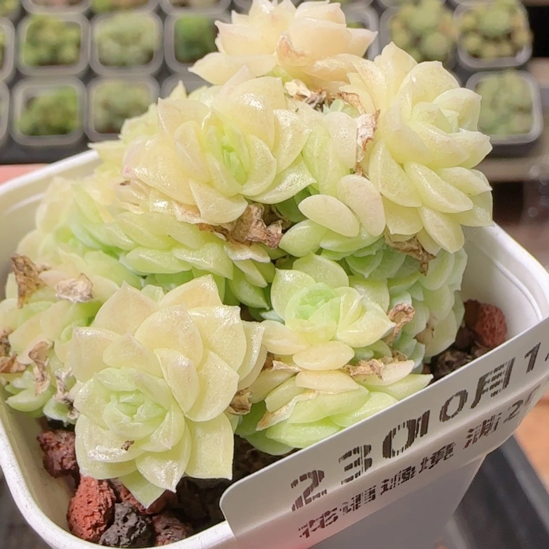 花语逸镜1023-230麦秆散