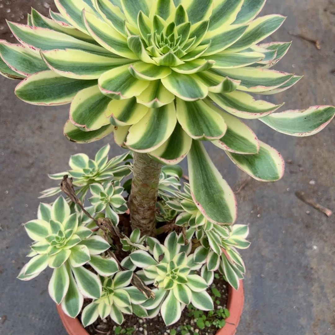 154青连多肉植物紫