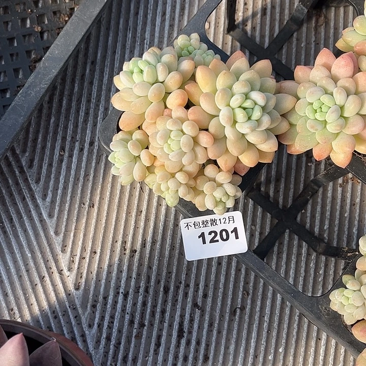 阿雅园艺。      1201鱼子酱