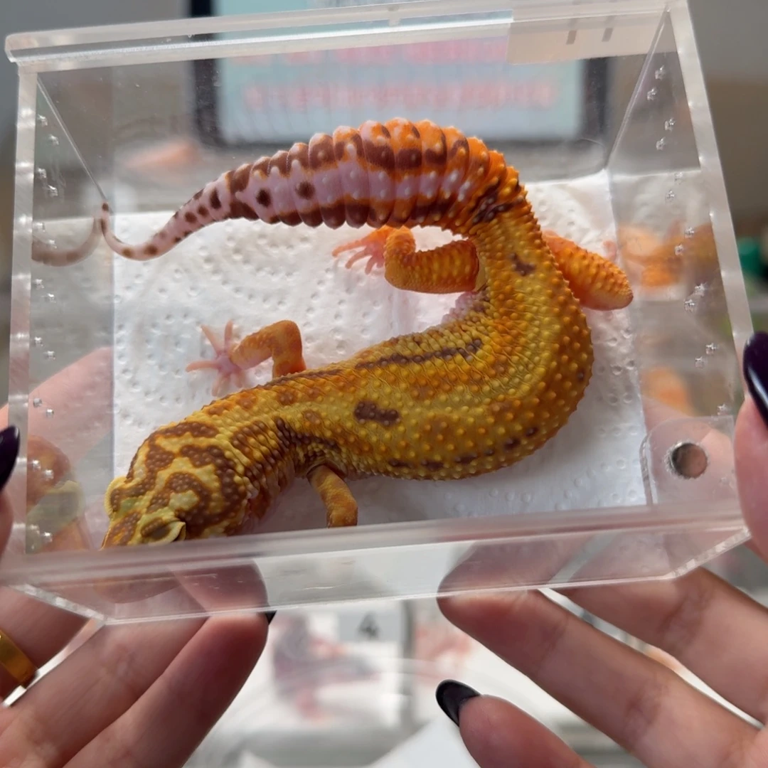 豹纹守宫橘化暴龙妹妹