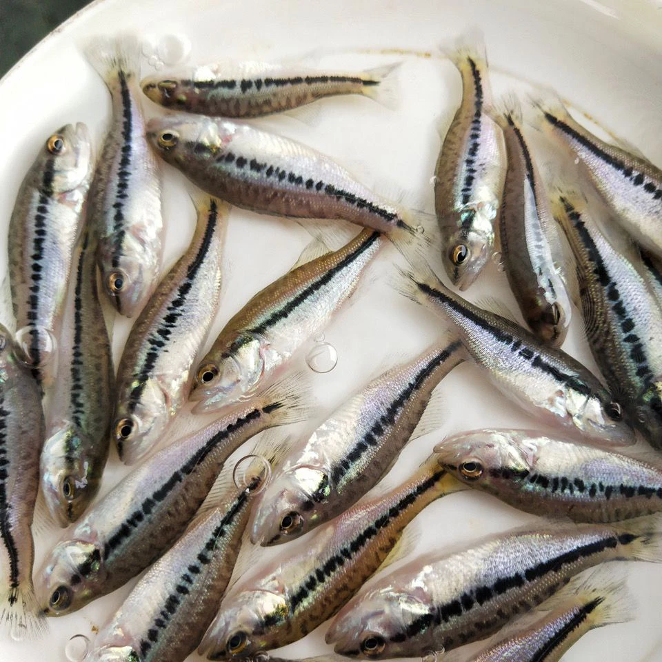 【优鲈3号】鲈鱼苗鲜活卢鱼路亚大口黑鲈淡水养殖加州鲈产地直发