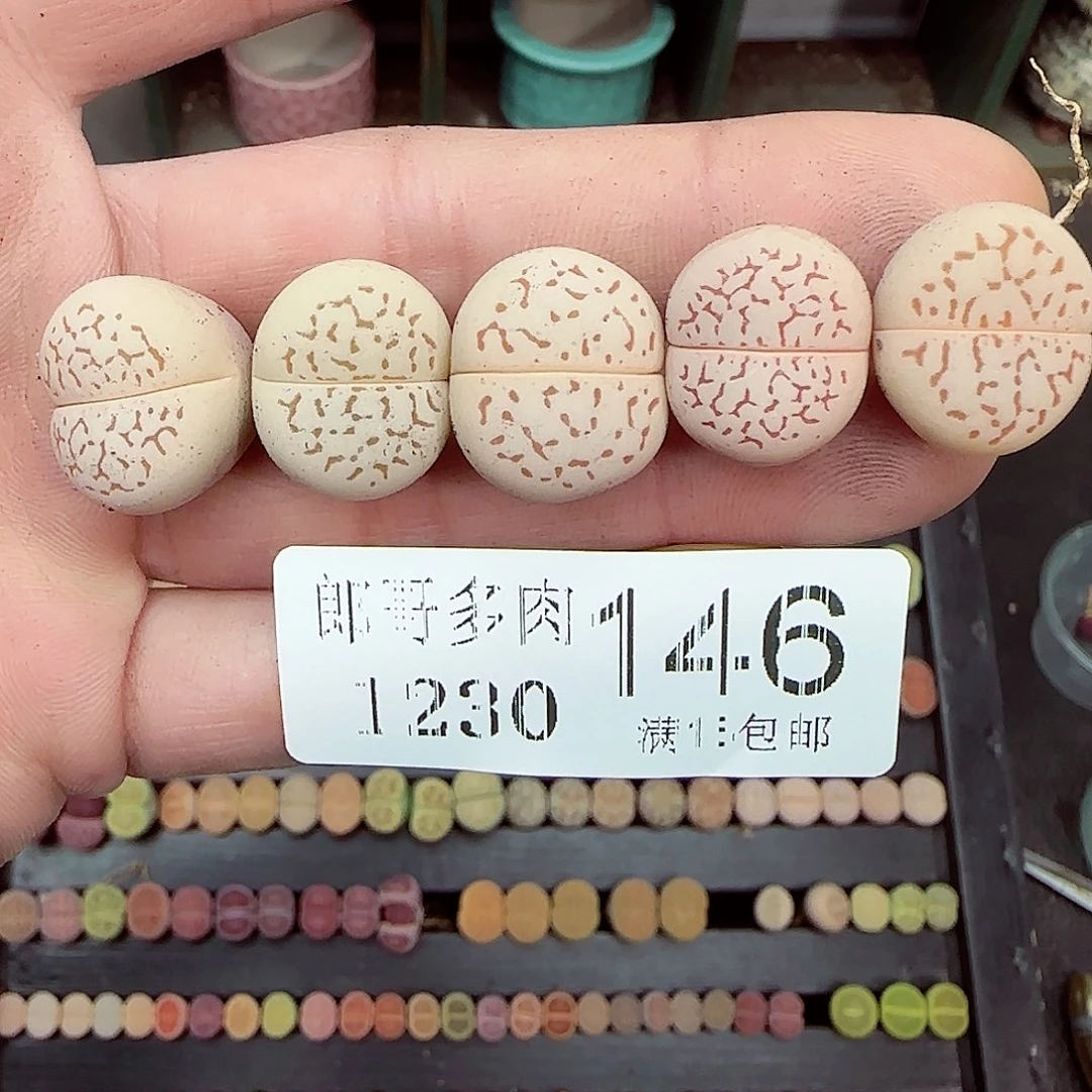 满满18包邮1230-146