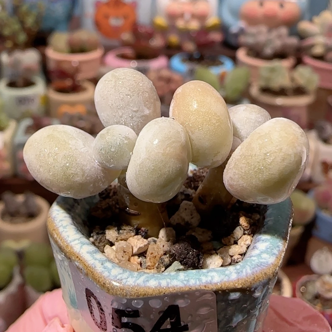 T蛋黄奶盆口2.5cm