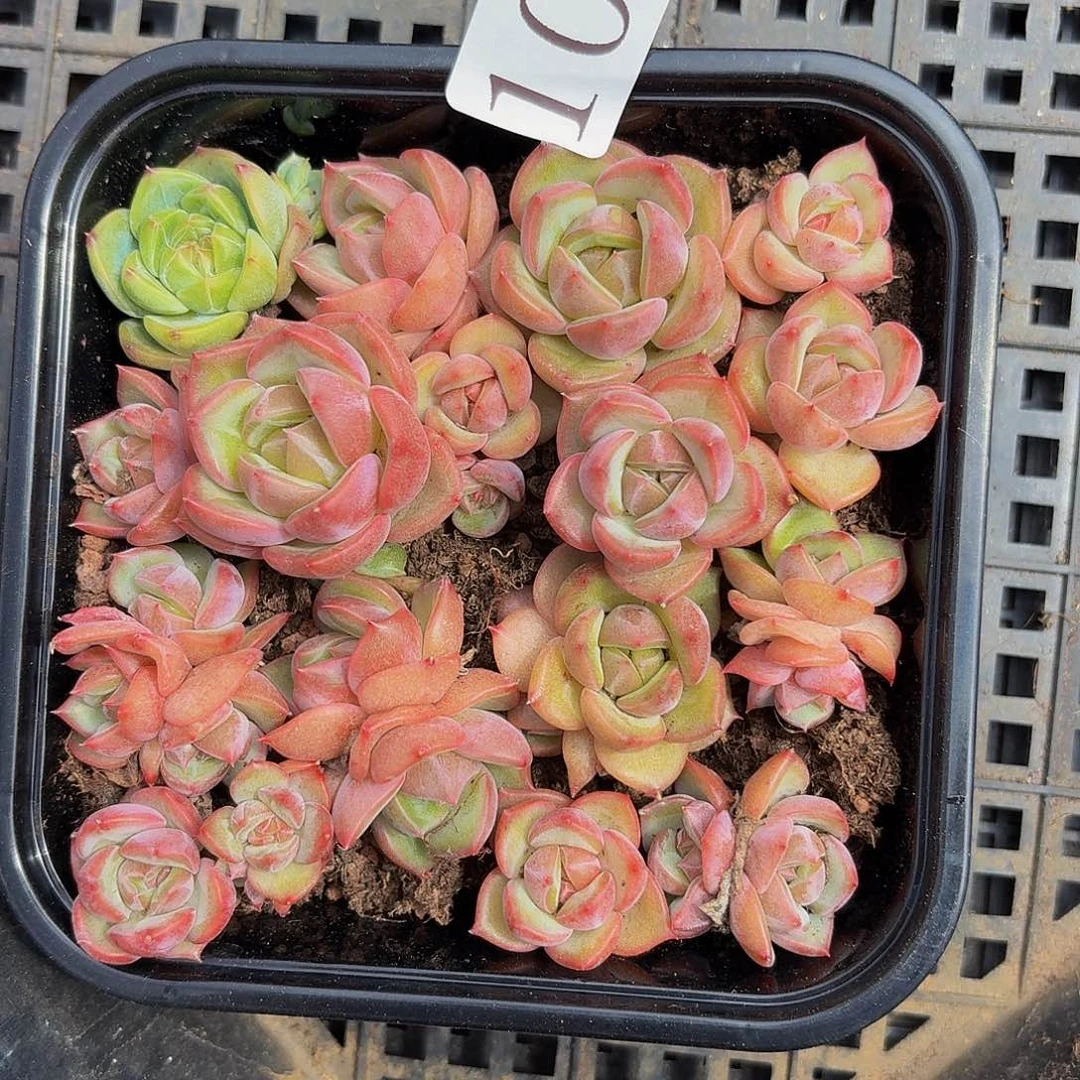 多肉植物多肉植物1015