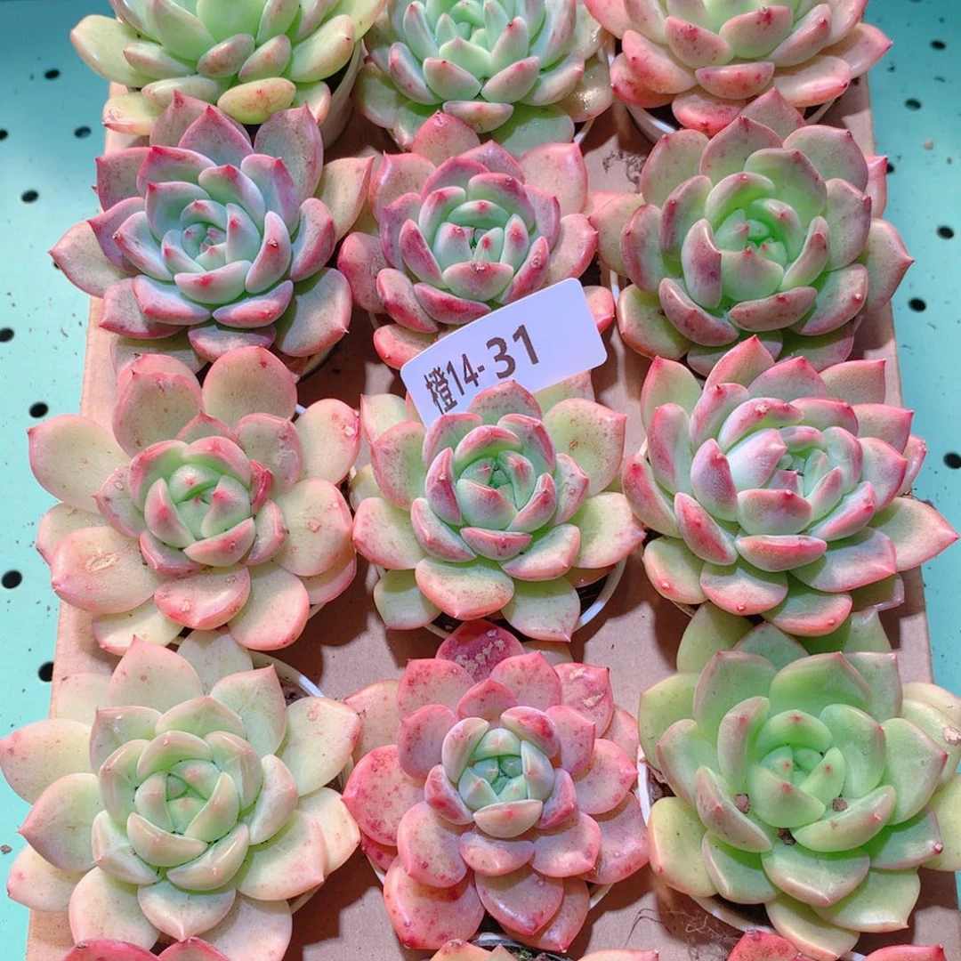 14-31一物一拍多肉带盆18颗