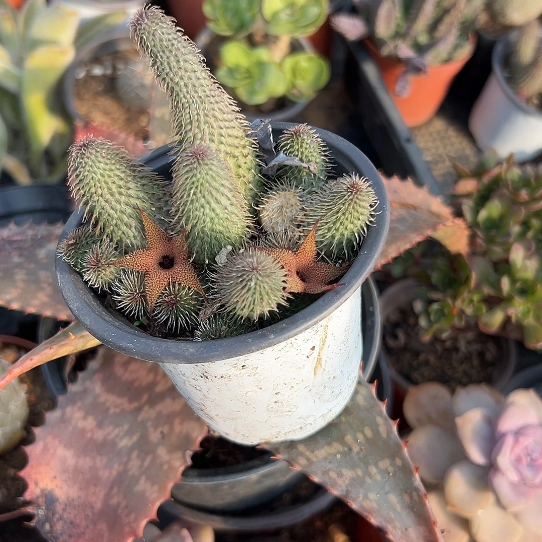 多肉植物啊修罗群