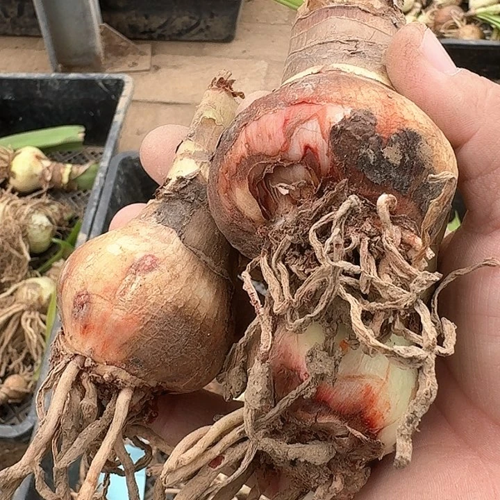 当前无花栽培后可以开花是****?羽后