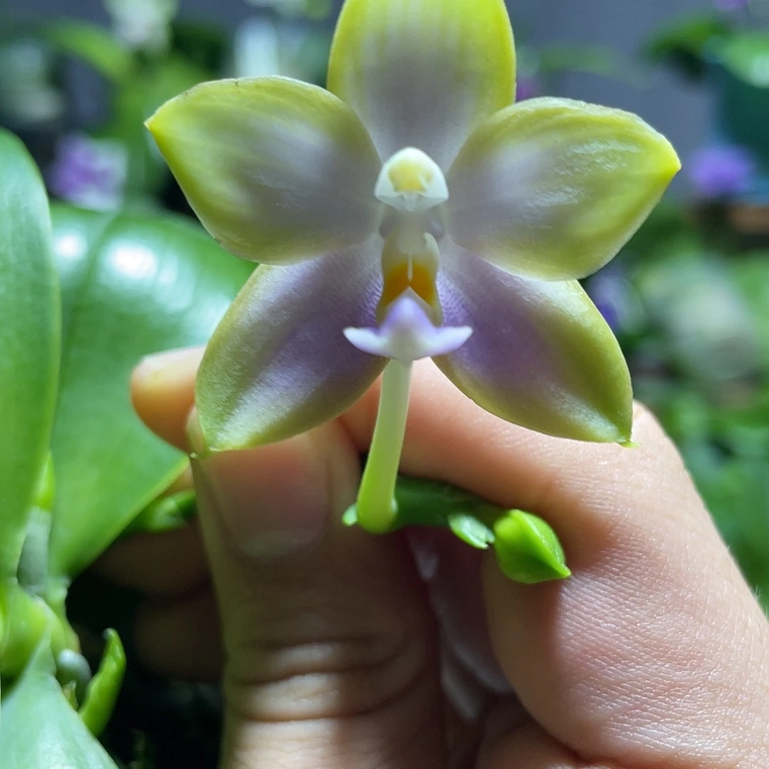 完全开放107叶瑕花期不保