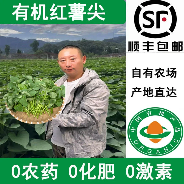 【阿斌生鲜专属】有机现摘现发当季鲜嫩红薯尖苕尖顺丰包邮