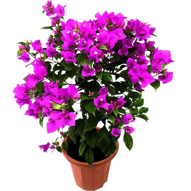 三角梅带花棒棒糖盆栽耐寒四季开花植物老桩造型花卉别墅庭院景观