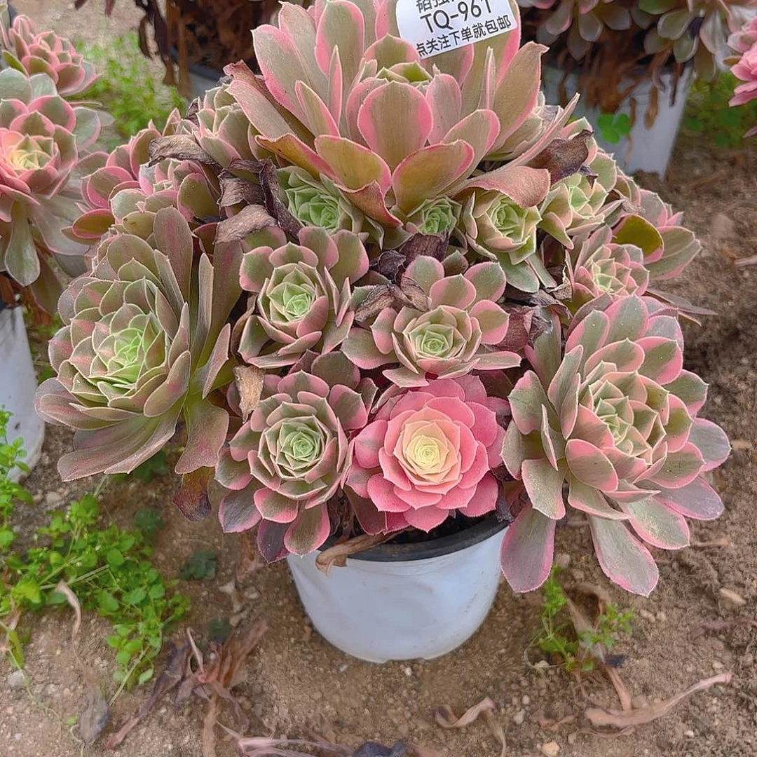 女妖多肉植物五号961
