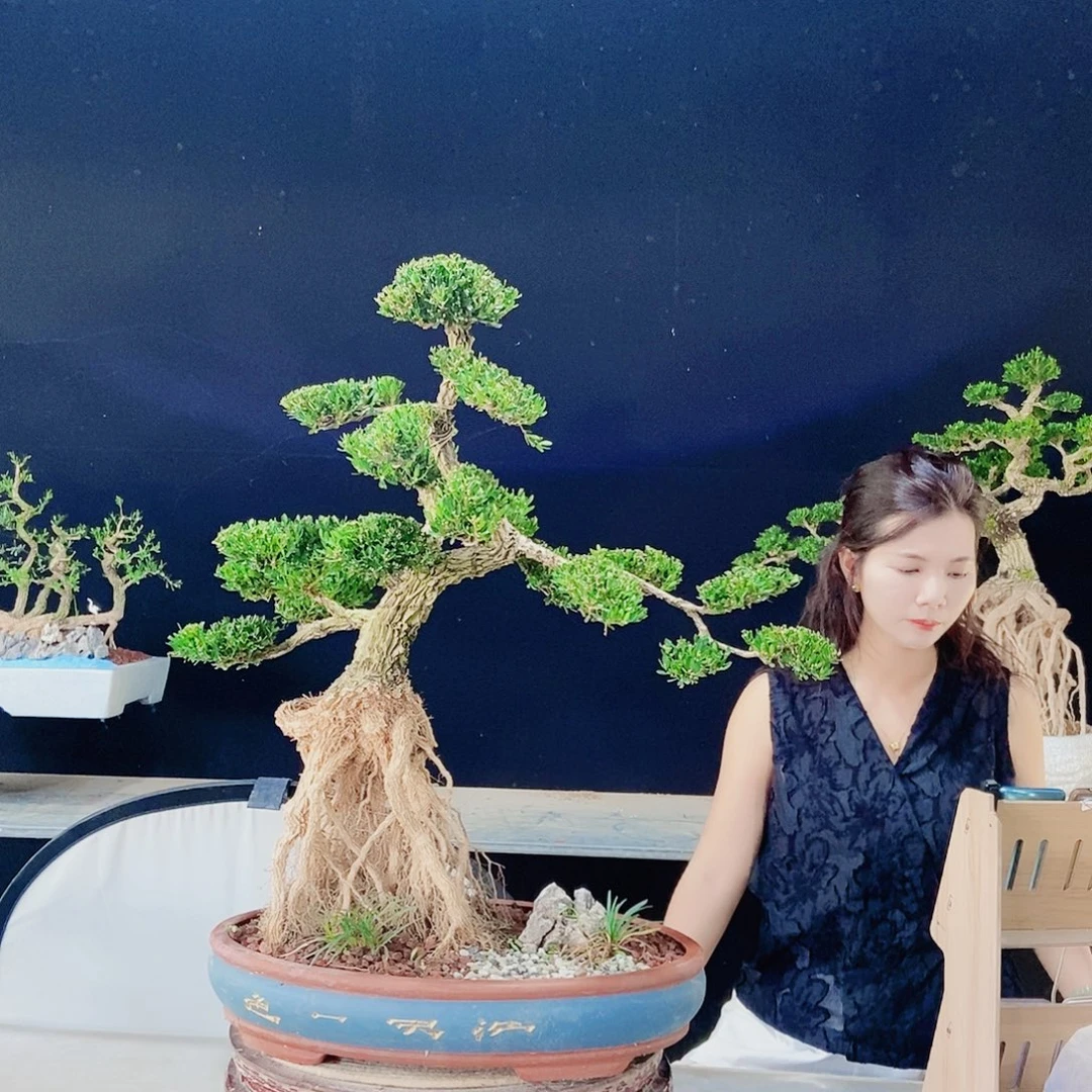 当前无花朵，栽培后可花朵