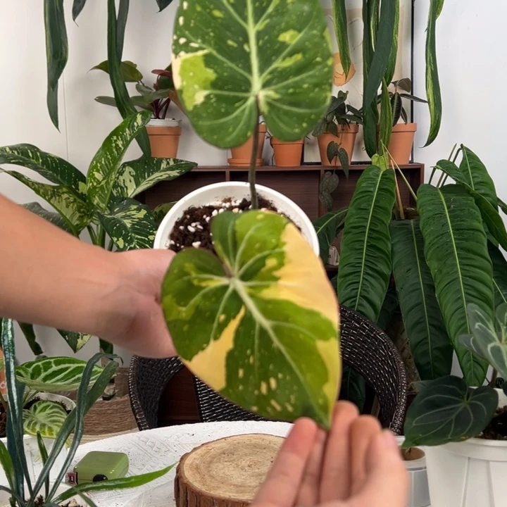 不开花植物明脉锦蔓绿绒