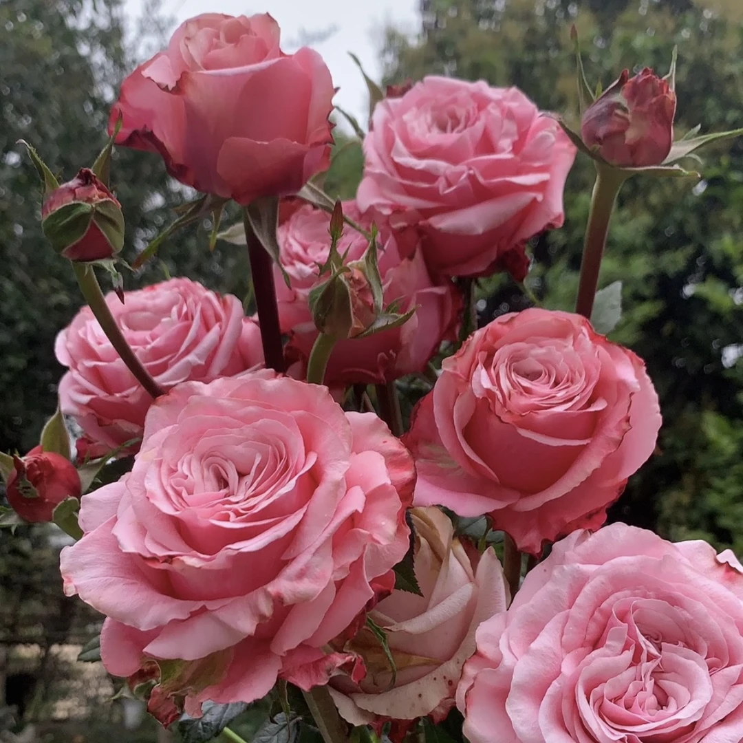 浓香耐热【海洋布雷兹】适合新手 叶片油亮花期长1加仑2.5L云南发货