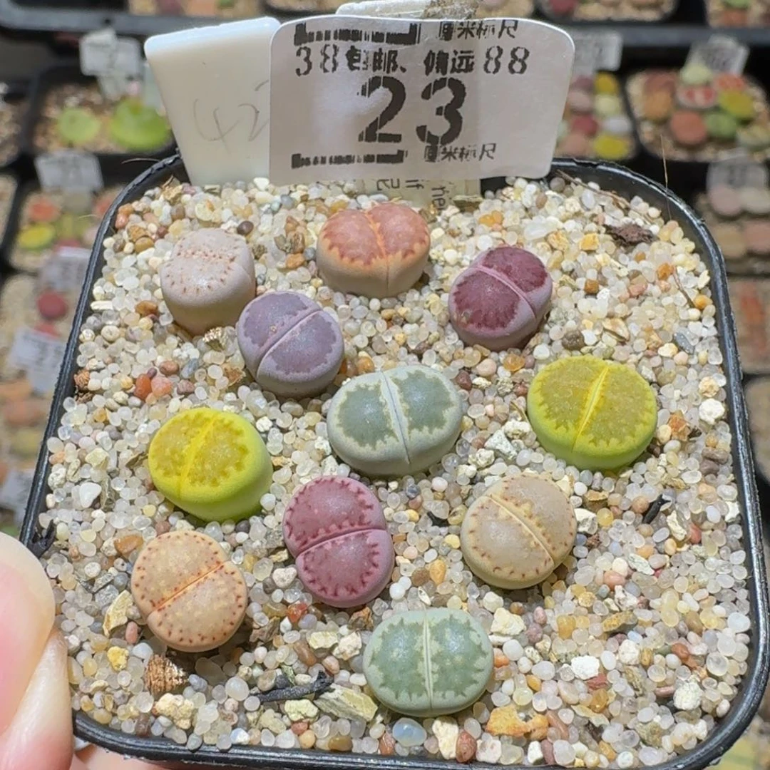 Ssss精品生石花23