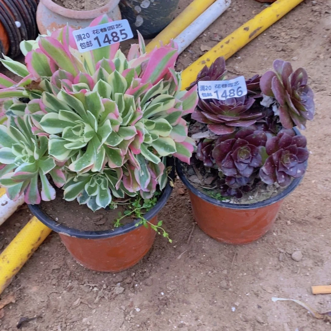 1485-1486 号一物一拍多肉植物