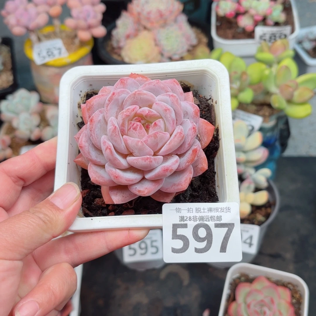 橙梦露无盆土发货