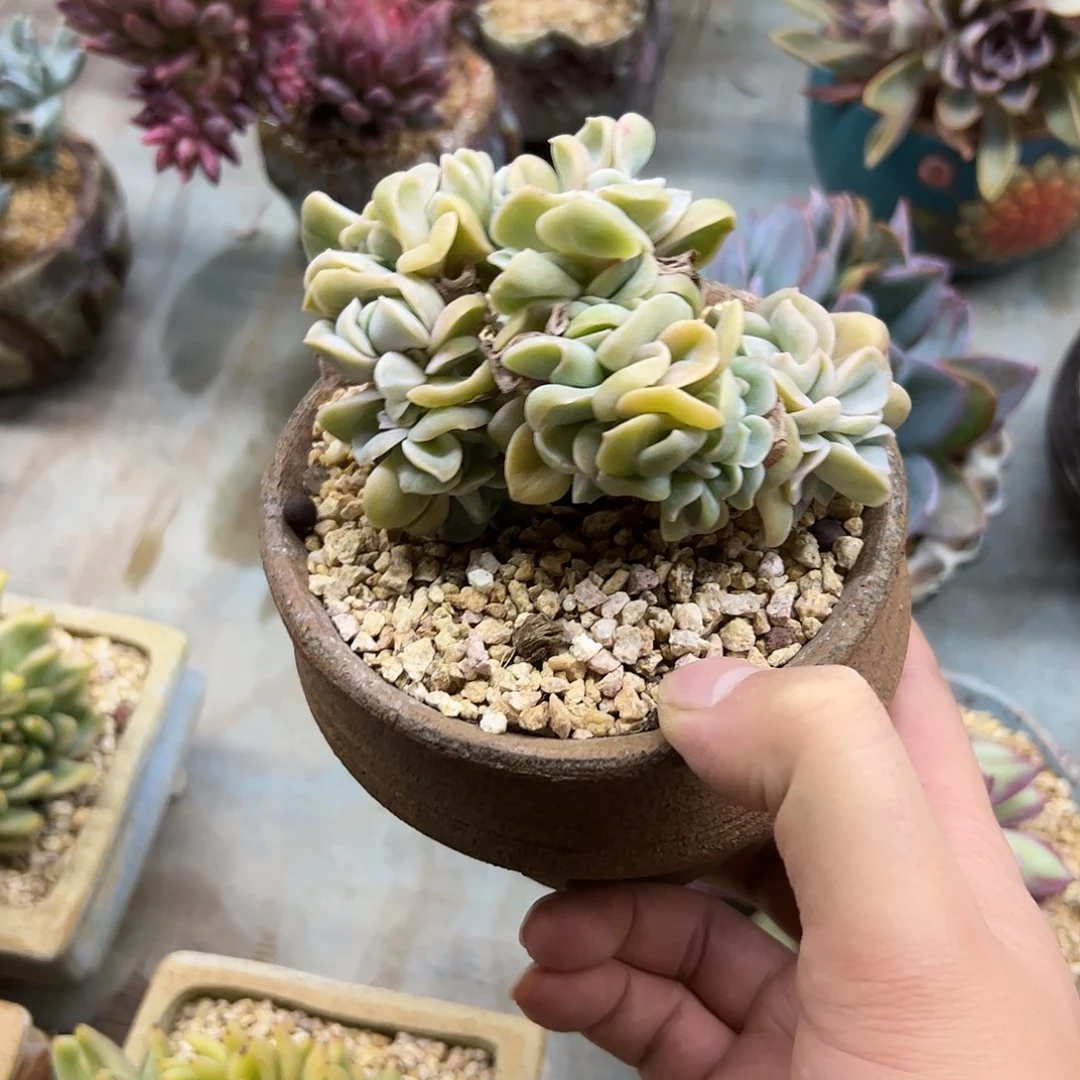 ****～可爱玫瑰有伤18 零零多肉植物