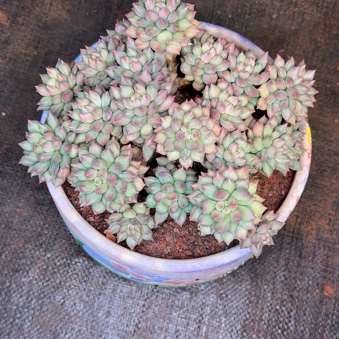 蔬***子岩子多肉植物寄养
