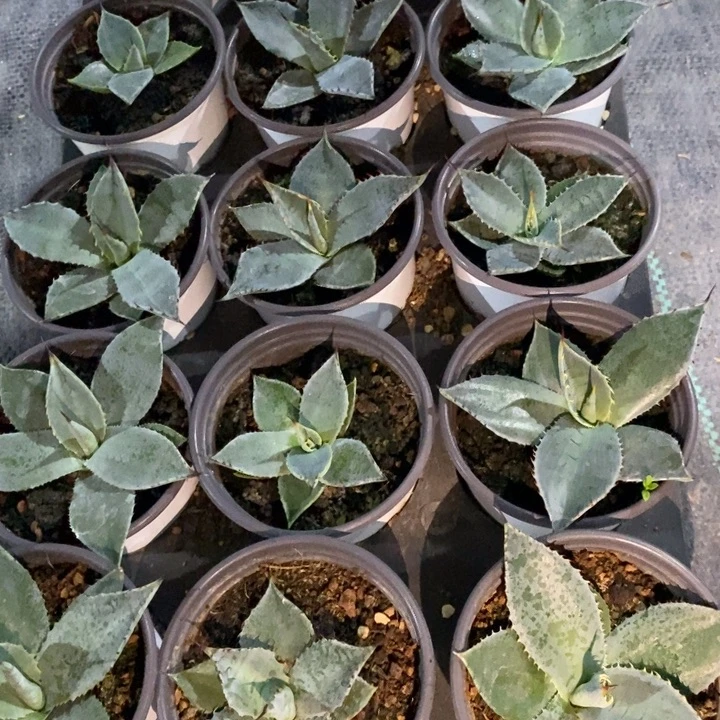 完美主义者勿拍虚空藏