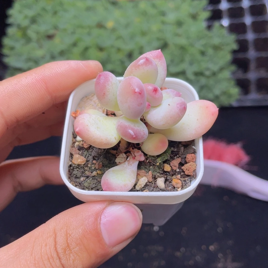 苹果奶酪多肉9.9包邮发货