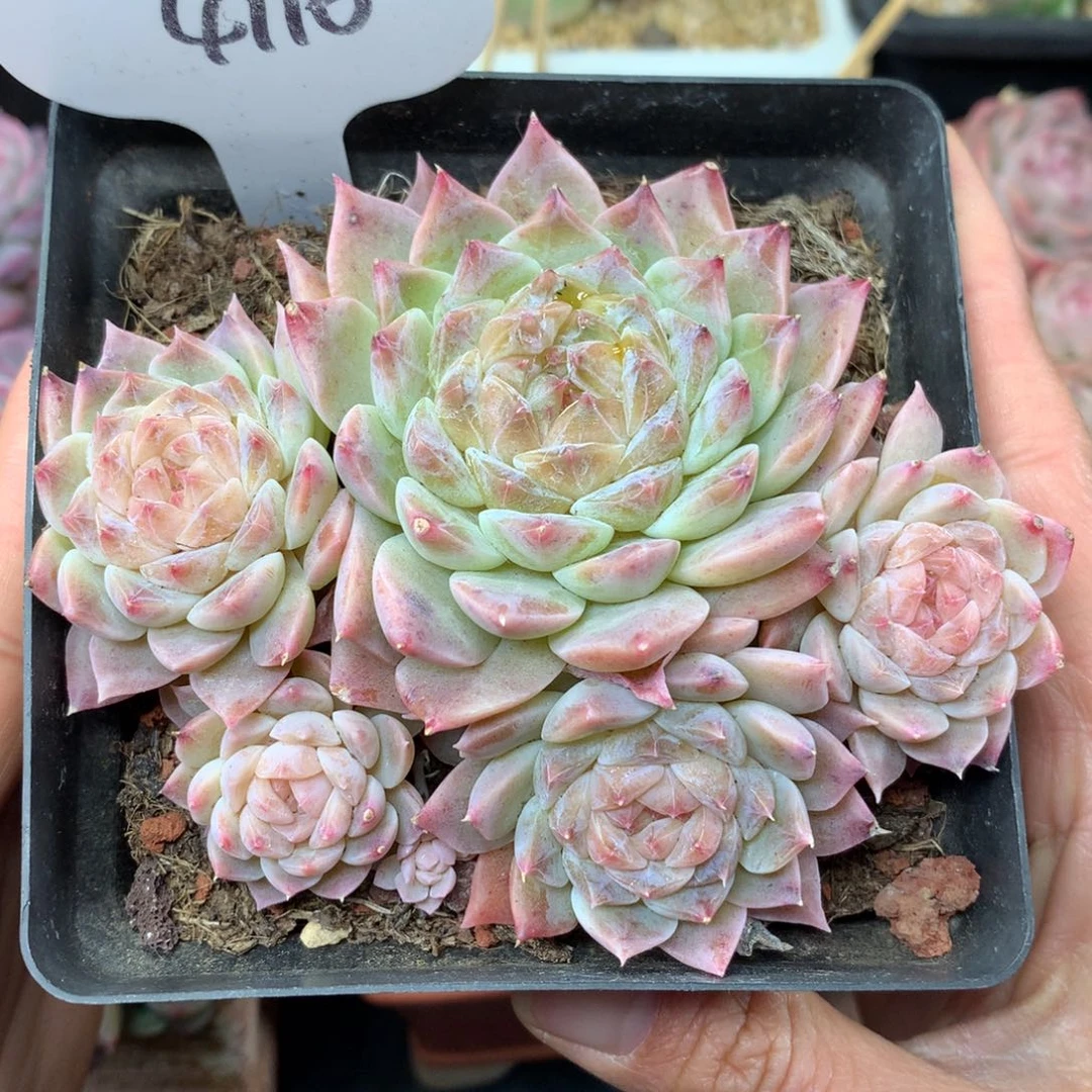 琉璃心冰魄无砍老桩群4116