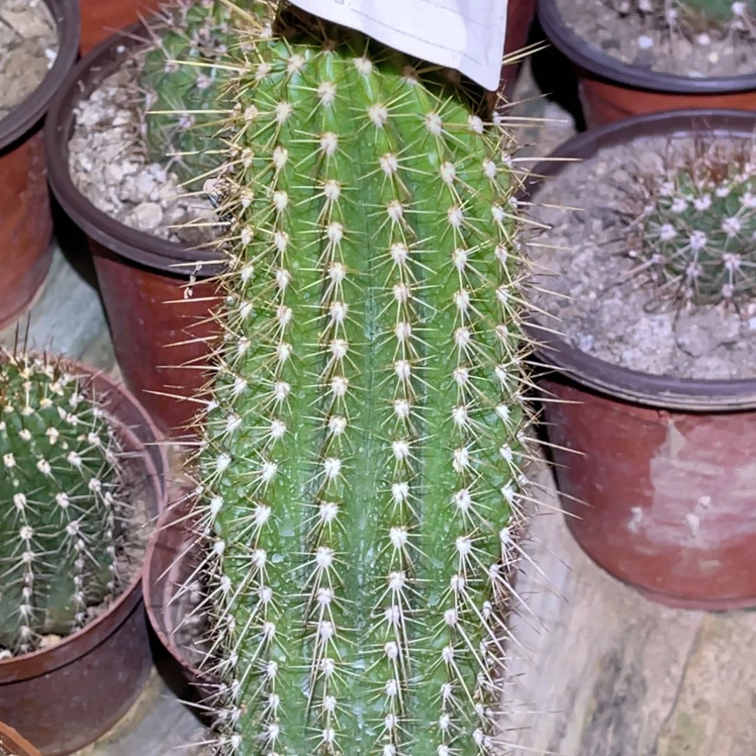 81 毛花柱 脱土脱盆摘花满20包邮