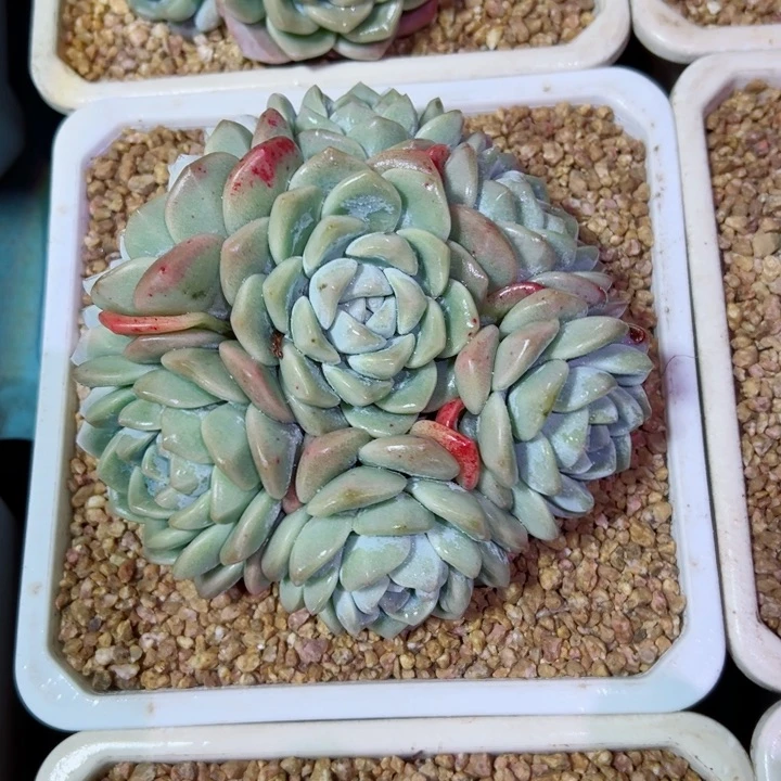 精品多肉植物老桩