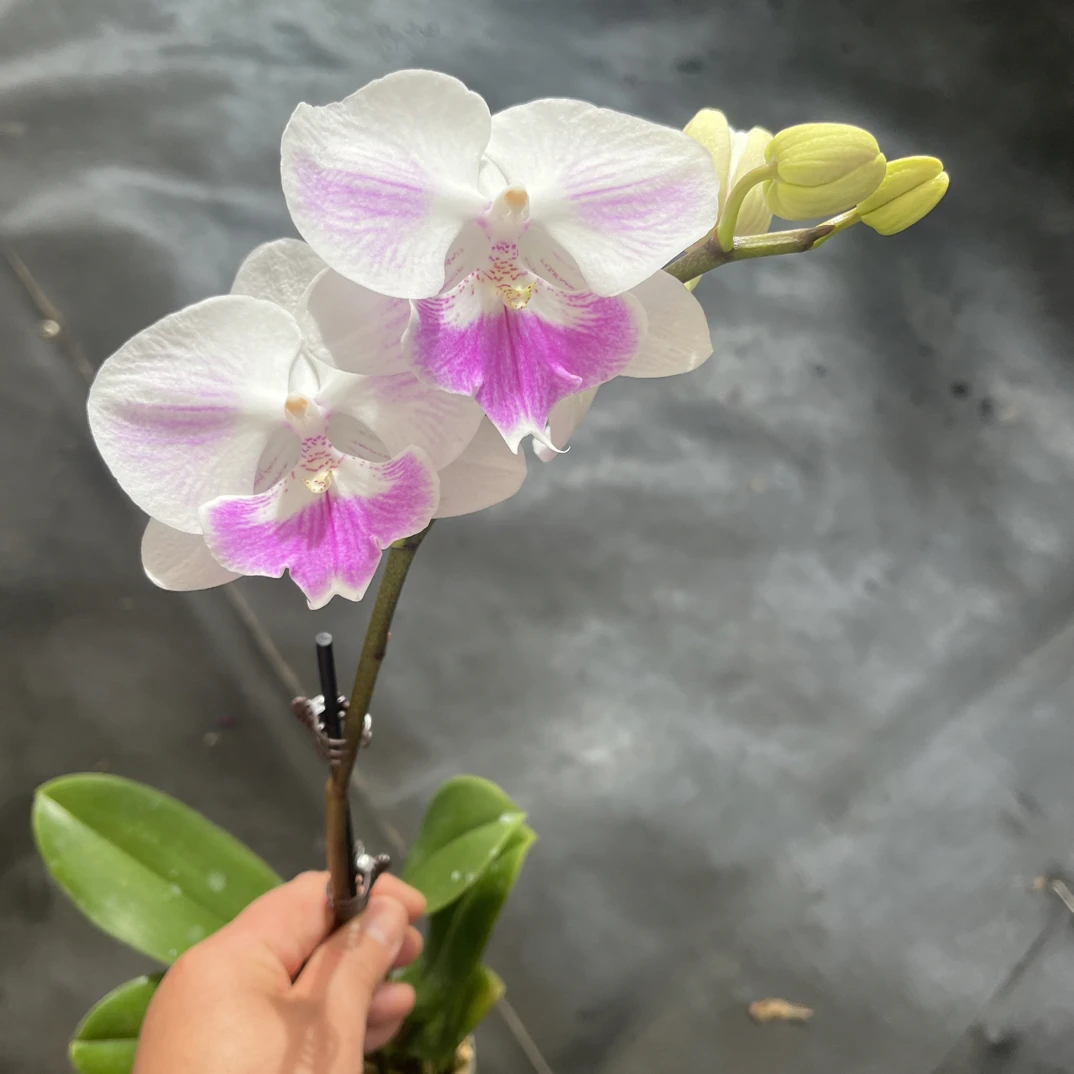 鲜花《妖娆》蝴蝶兰云南源头基地直发