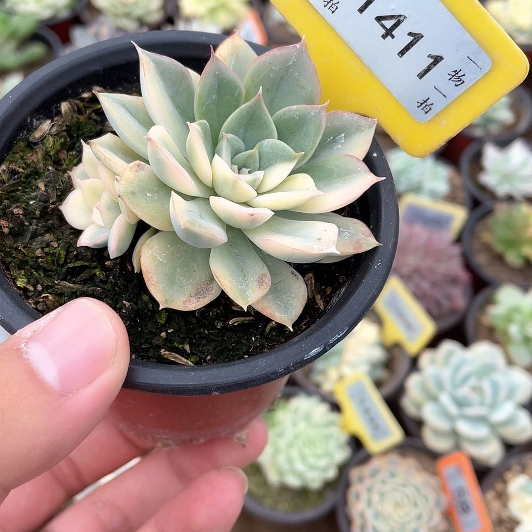 花脸1411号多肉植物盆栽