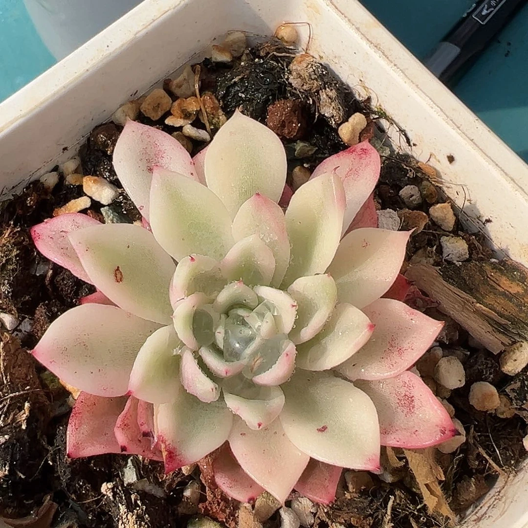 原始绿爪锦，覆轮锦