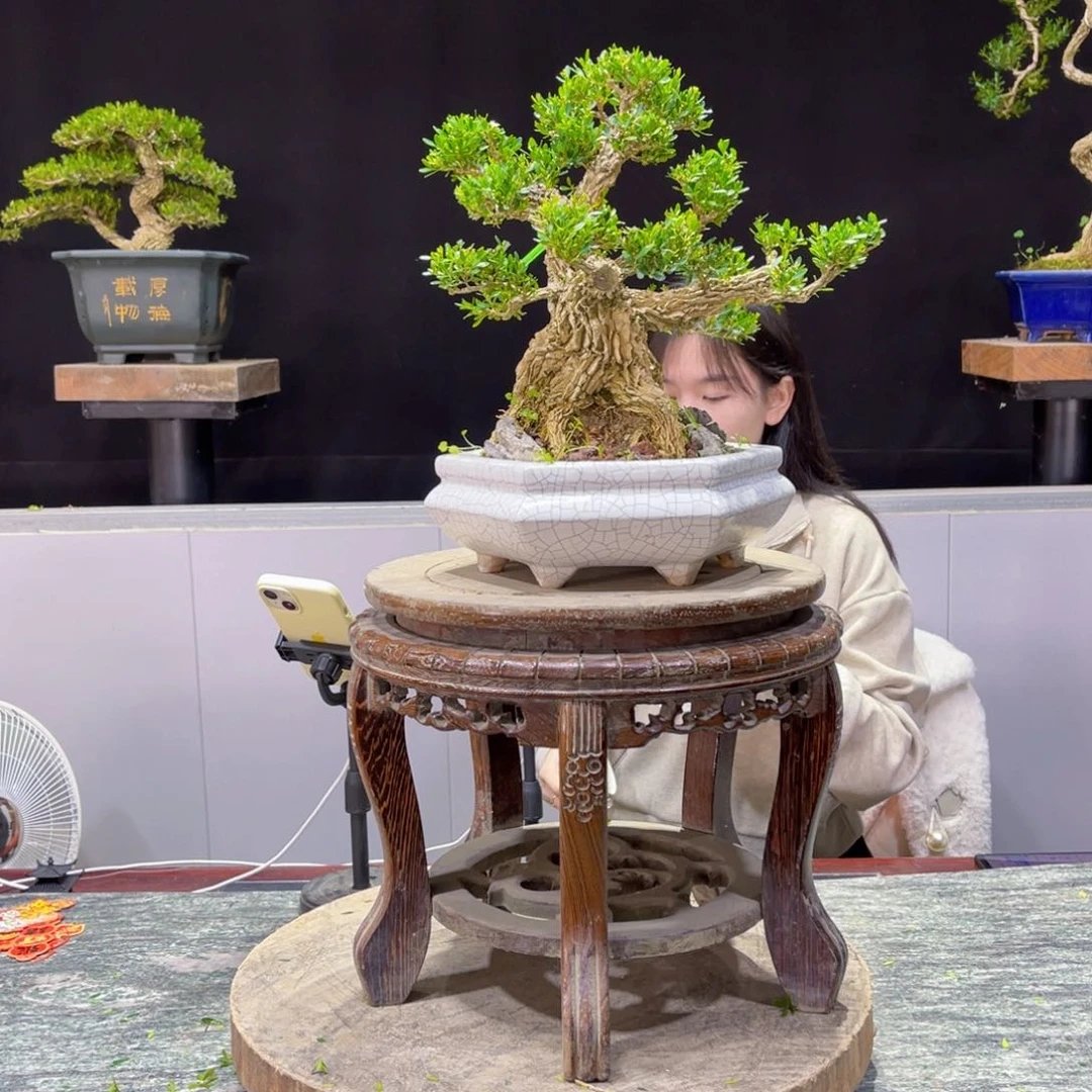 四季常青老桩黄杨盆景