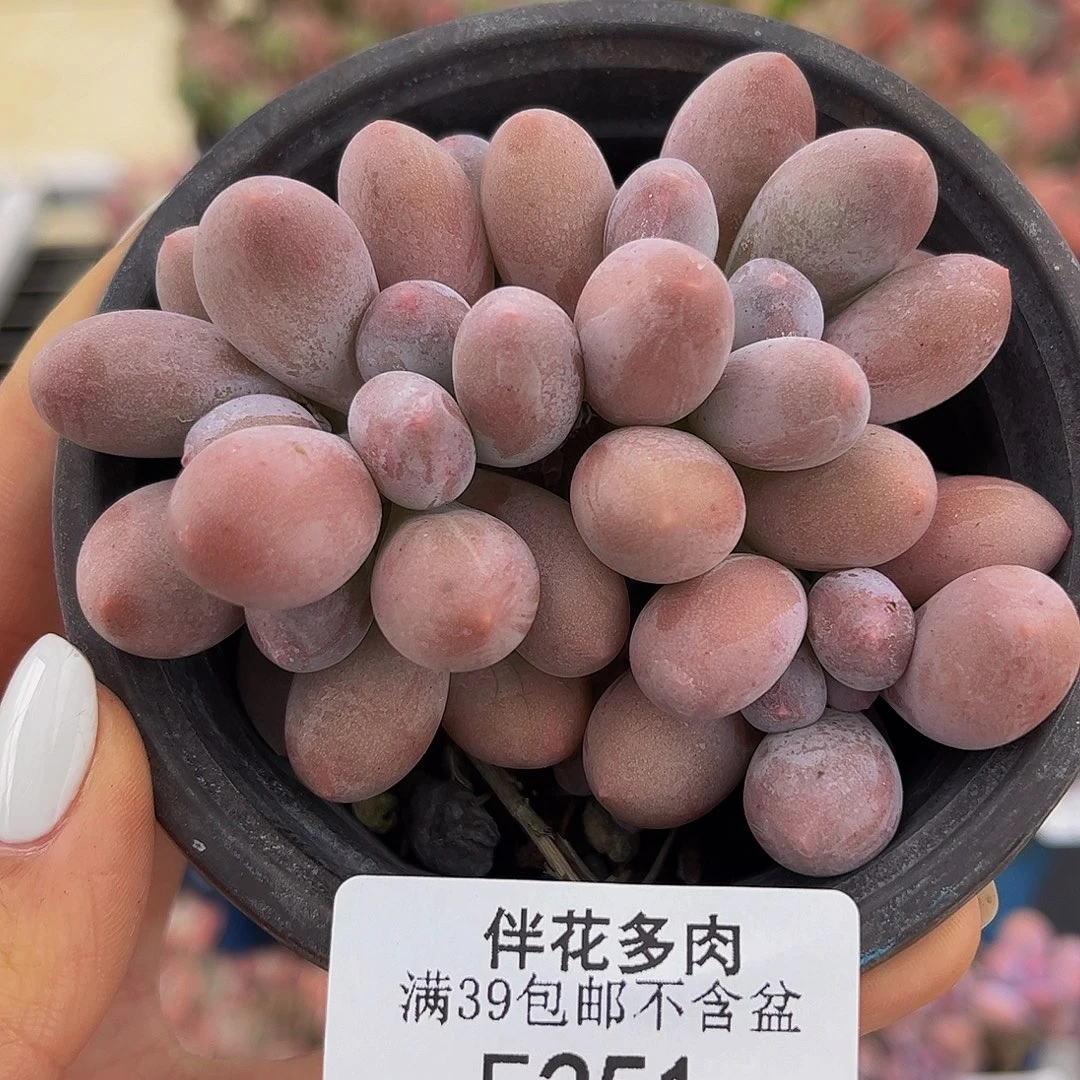 251-汤圆多肉6cm多肉