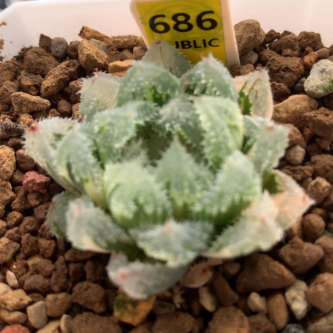 以实际为准686玄冰