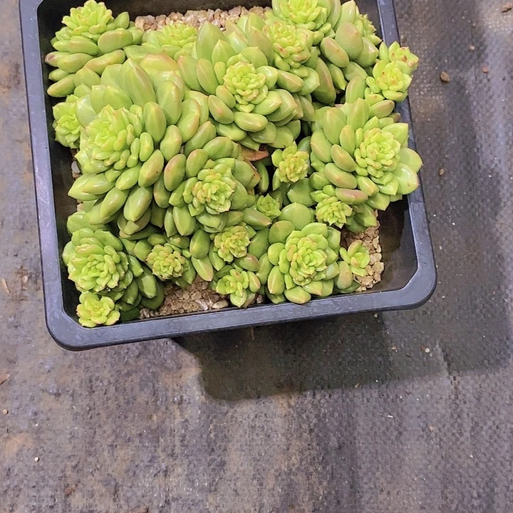 爱****苹果花多肉植物老桩