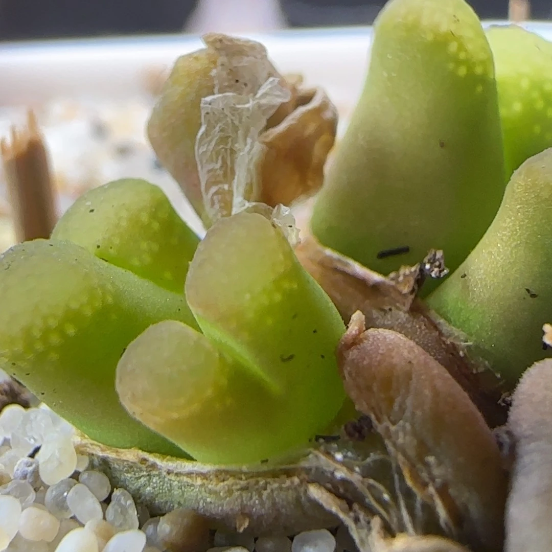 2.18.64/1453.9 骚粉/多肉植物