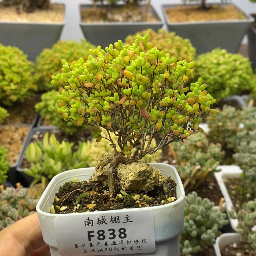 838蜜橘糖球枝干番杏
