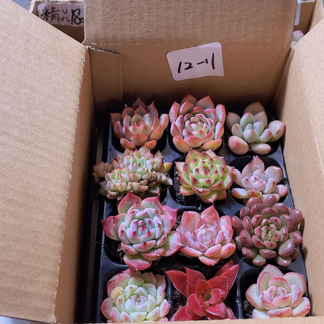 【闪购商品】12颗-11