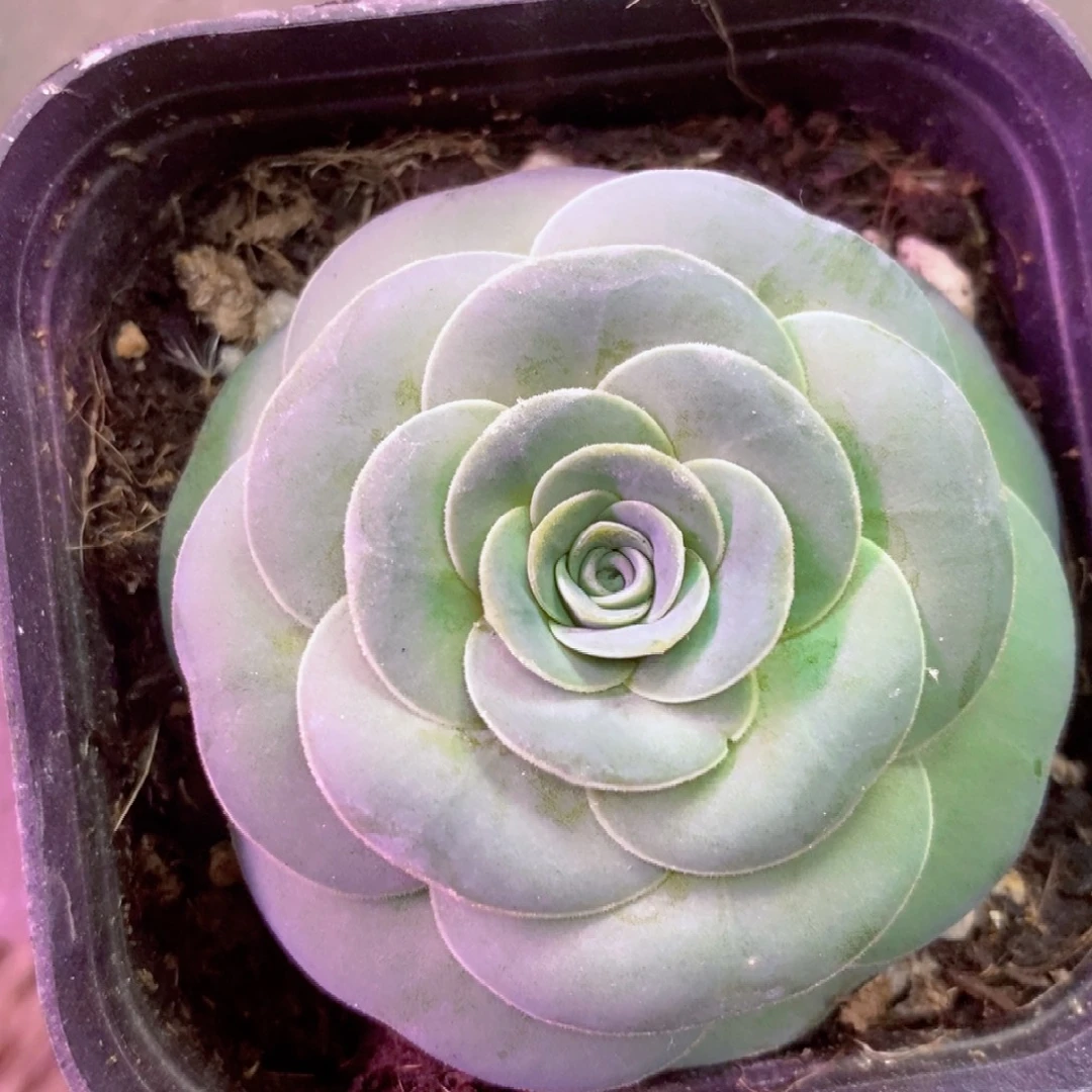 新品圆叶苗一物一拍002山地玫瑰