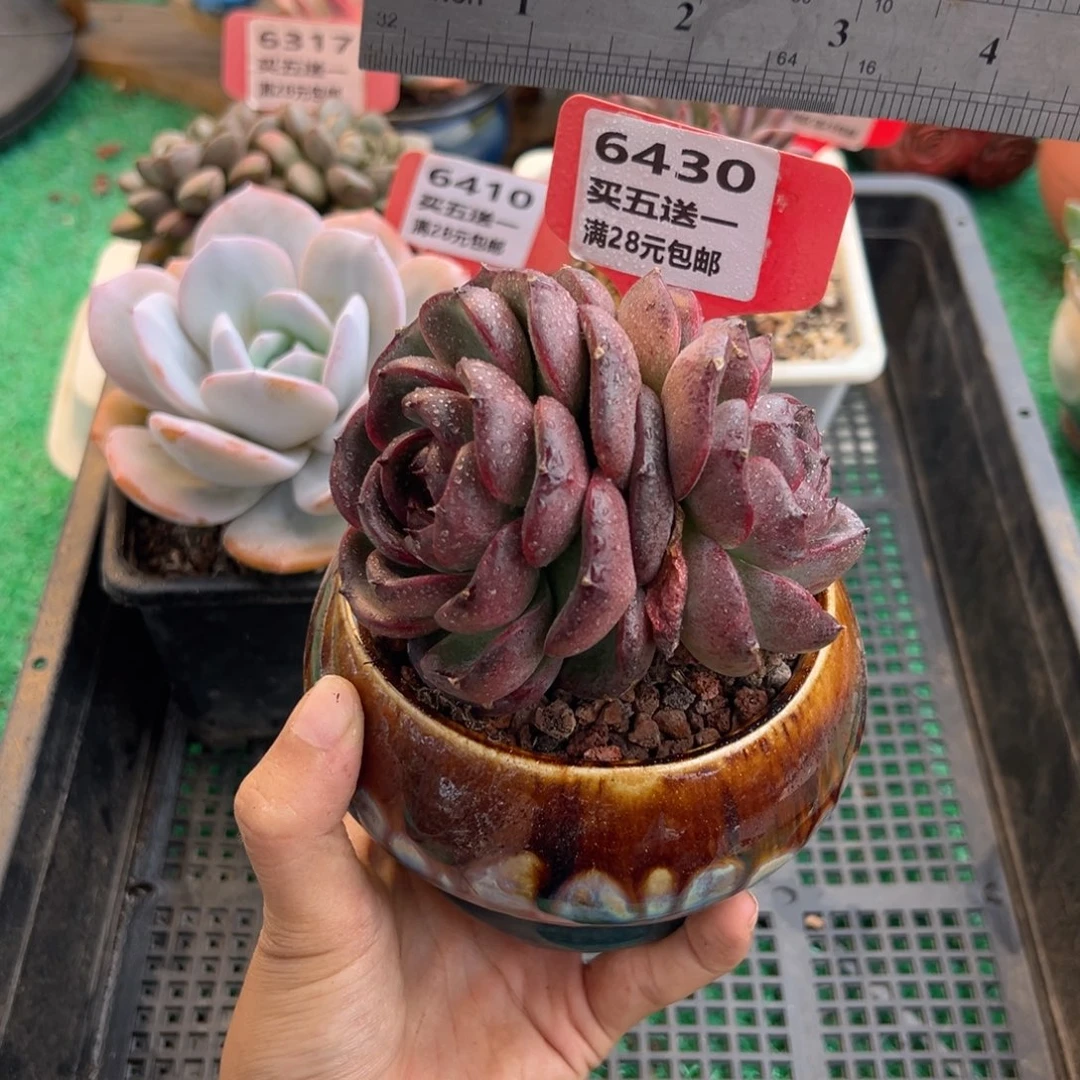 表妹精品多肉植物6430.