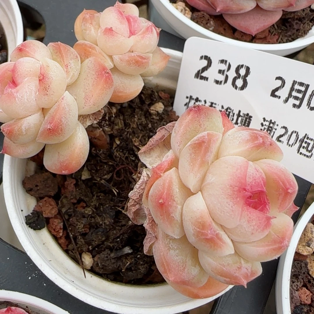 花语逸境0209-238