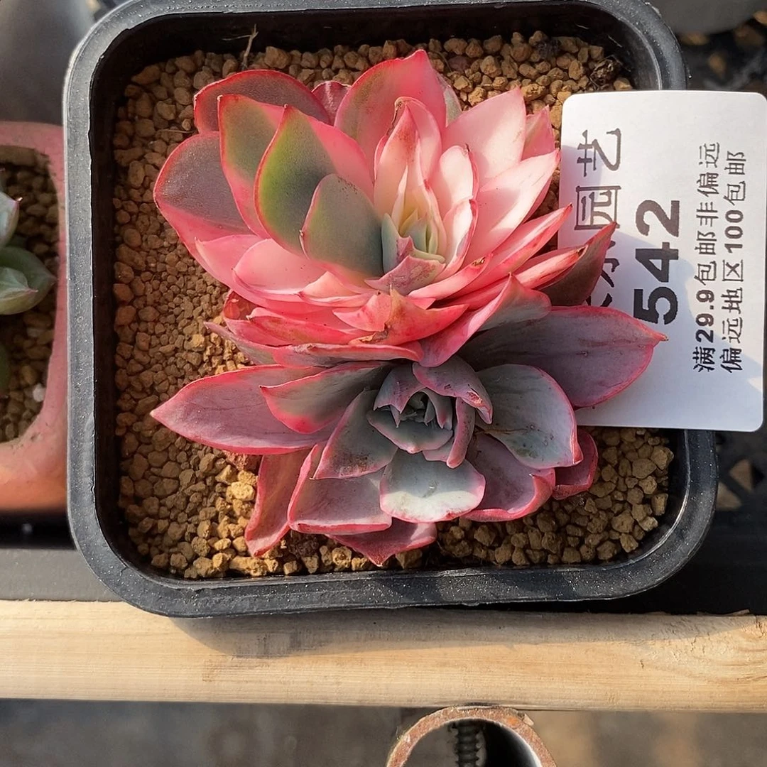 542阿美星影锦多肉植物