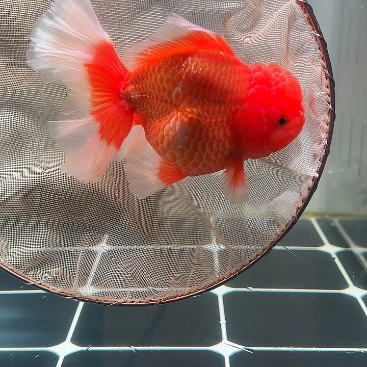 金鱼百褶泰山压成39