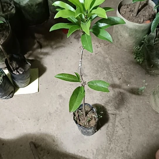 墨西哥人心果嫁接苗一物一拍