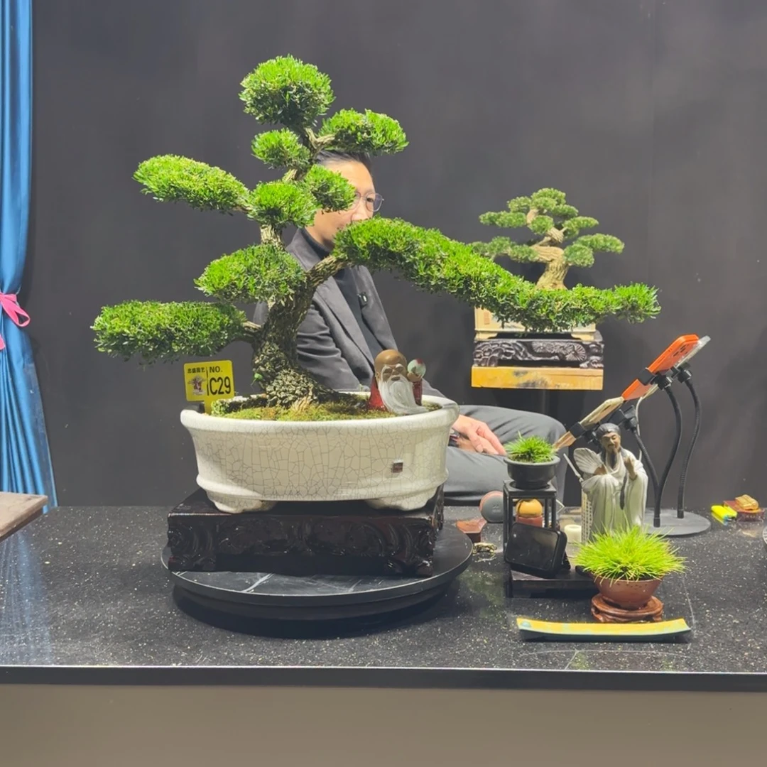 以实际为准黄杨室内室外盆景艺术