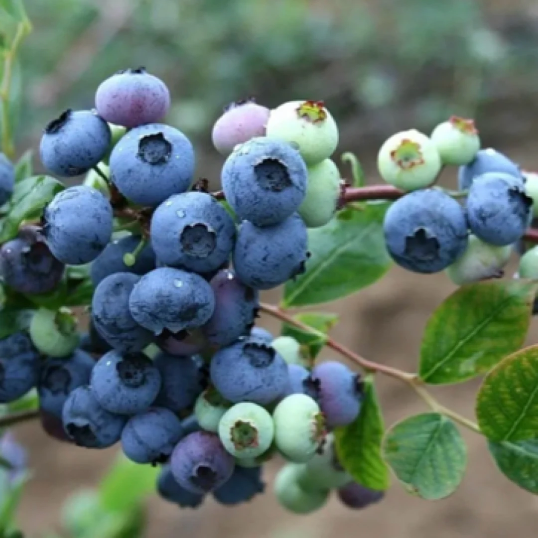 《L29蓝莓》带花蓝莓苗果树盆栽南北方种植耐寒耐旱少量落花